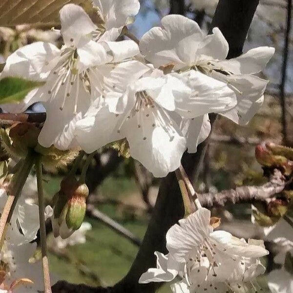 Prunus cerasus Fleur