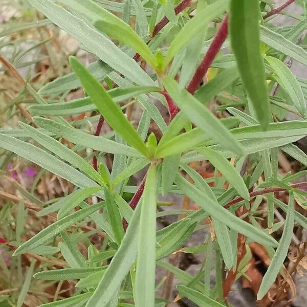 Epilobium dodonaei Foglia