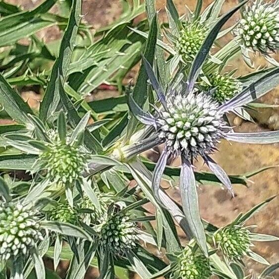 Eryngium amethystinum Кветка