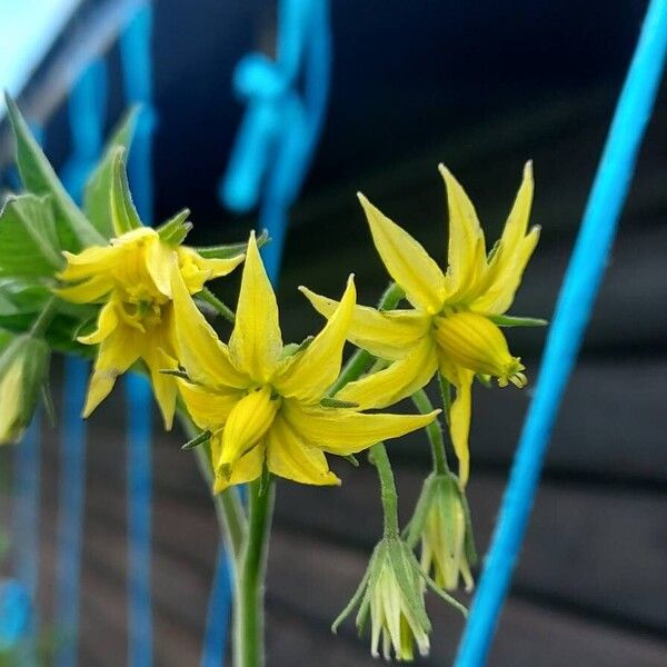 Solanum lycopersicum 花