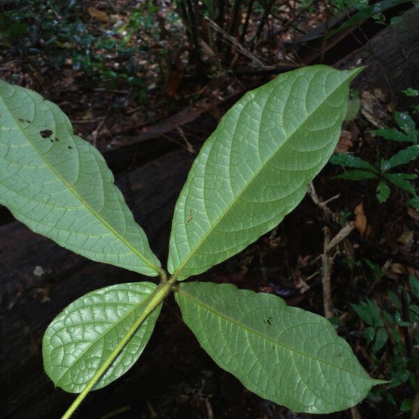 Cordia nodosa Leaf