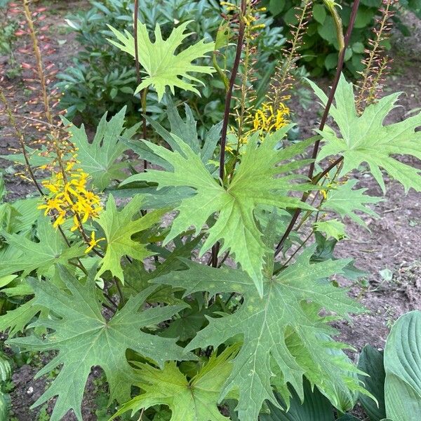 Ligularia wilsoniana Leaf