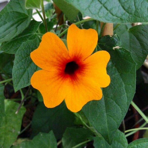 Thunbergia alata Flower