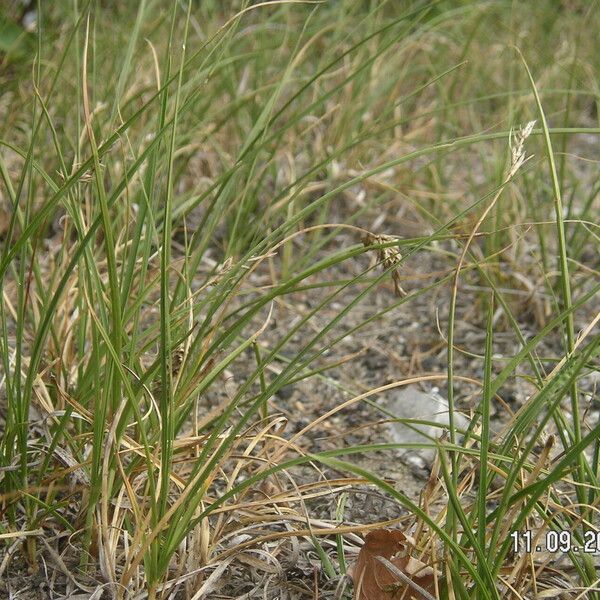 Carex arenaria Flower