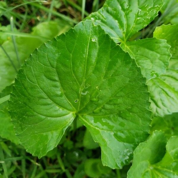 Centella asiatica Foglia