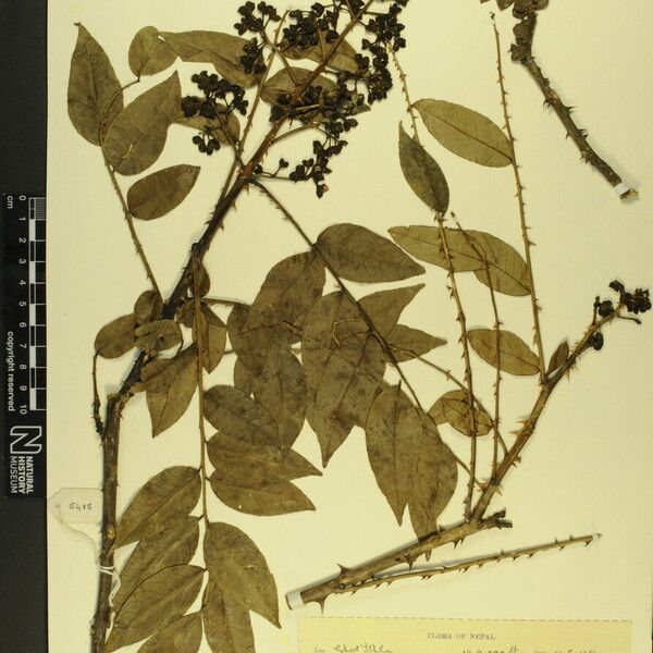 Zanthoxylum oxyphyllum Other