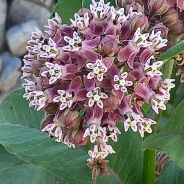 Asclepias syriaca फूल