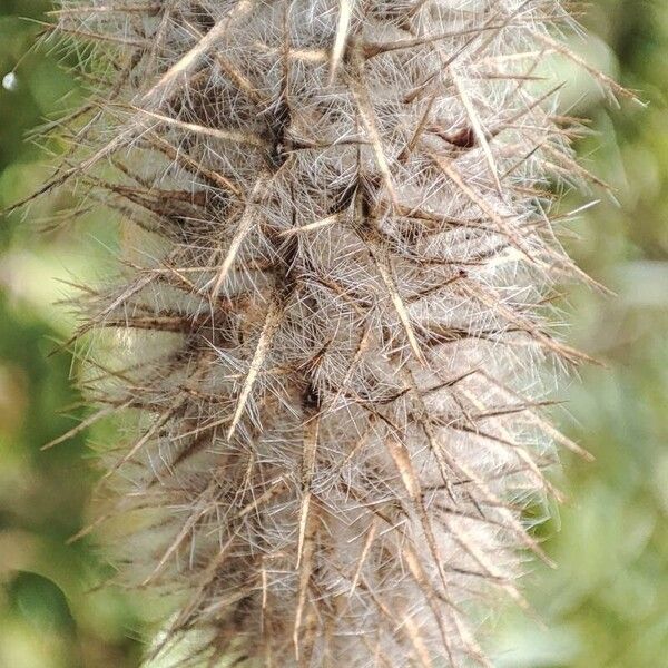 Trifolium angustifolium Ffrwyth