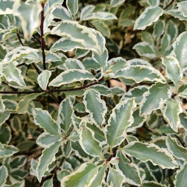 Pittosporum tenuifolium Hoja