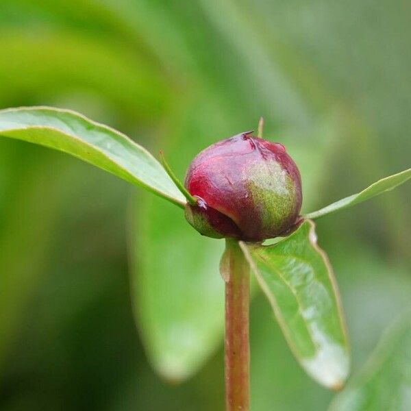 Paeonia lactiflora Flower