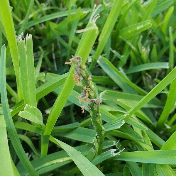 Stenotaphrum secundatum Flower