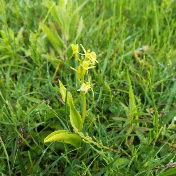 Liparis loeselii Flower