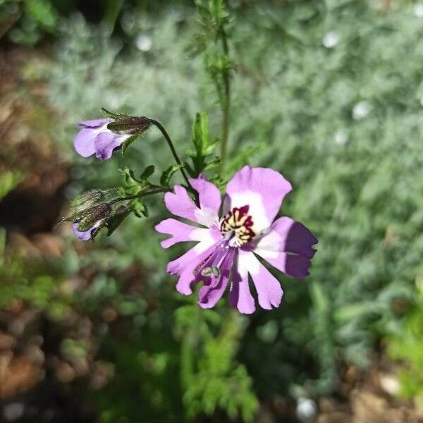 Schizanthus pinnatus Flower