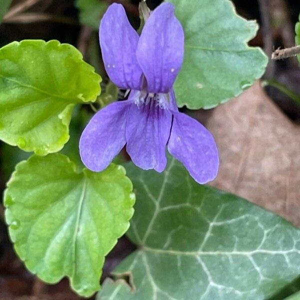 Viola reichenbachiana Flower