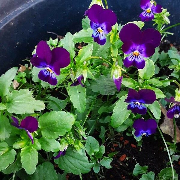 Viola tricolor Pokrój