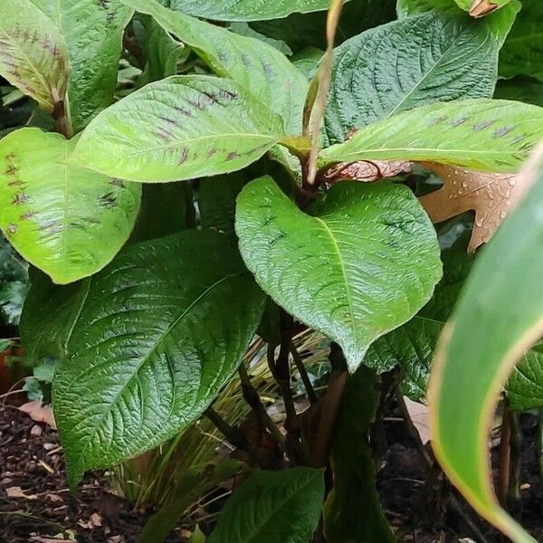 Persicaria virginiana Hábito