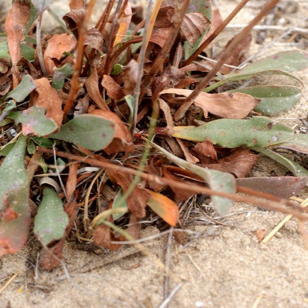 Limonium legrandii Celota