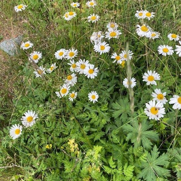 Leucanthemum vulgare आदत