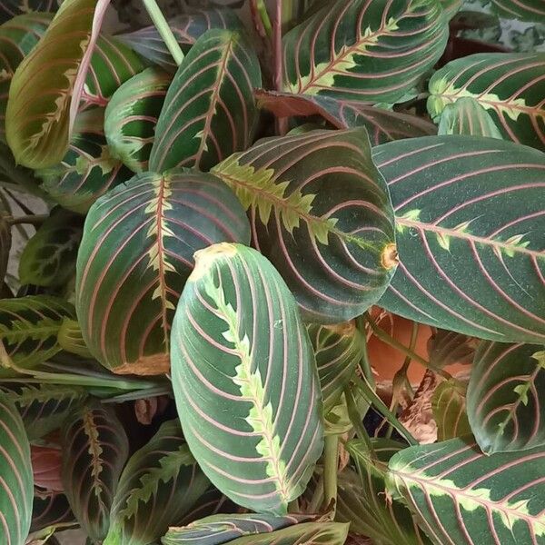 Maranta leuconeura Frunză