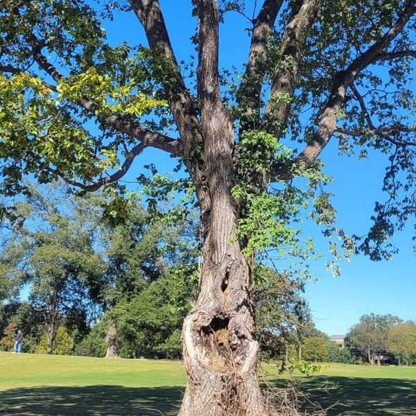 Ulmus laevis Pokrój