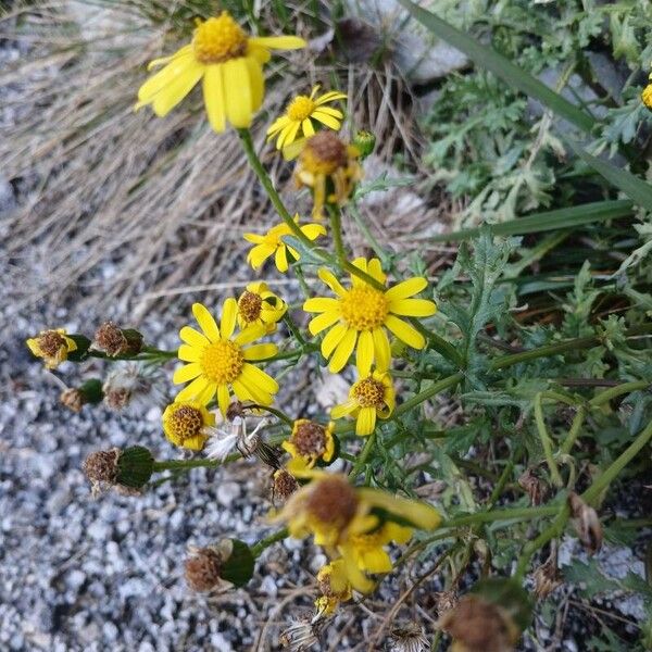 Senecio squalidus Õis