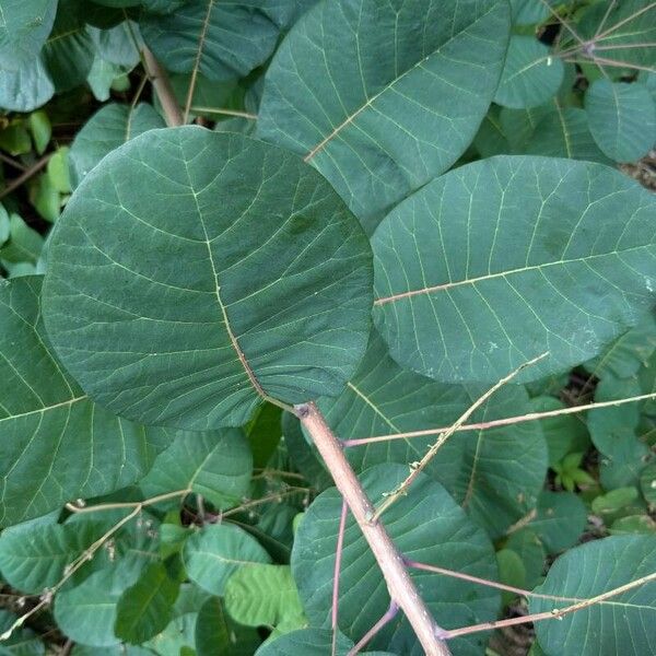 Cotinus coggygria ഇല