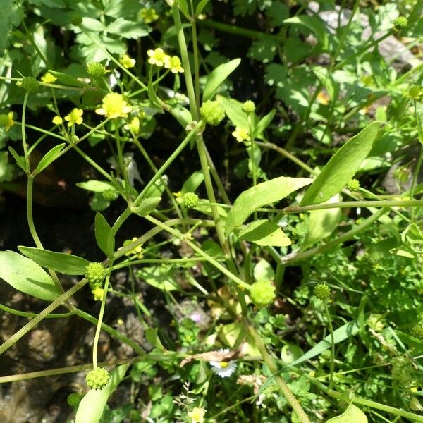 Ranunculus ophioglossifolius Folha