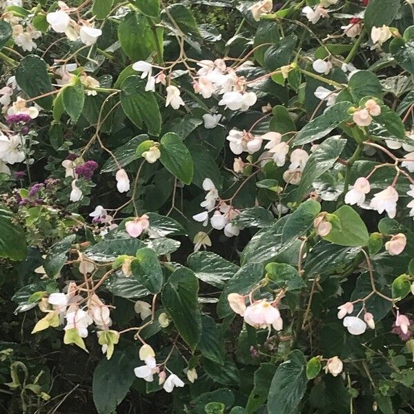 Begonia minor Fleur