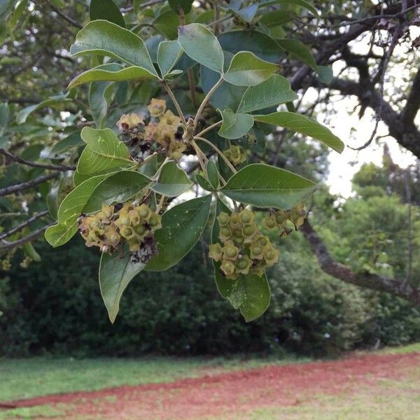 Vitex rehmannii Vekstform