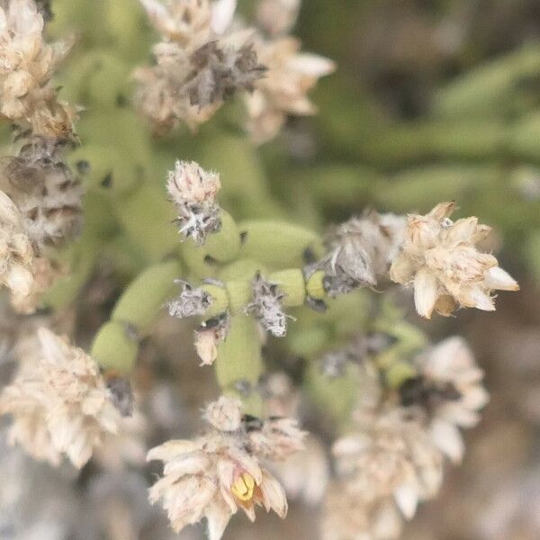 Arthraerua leubnitziae Flower