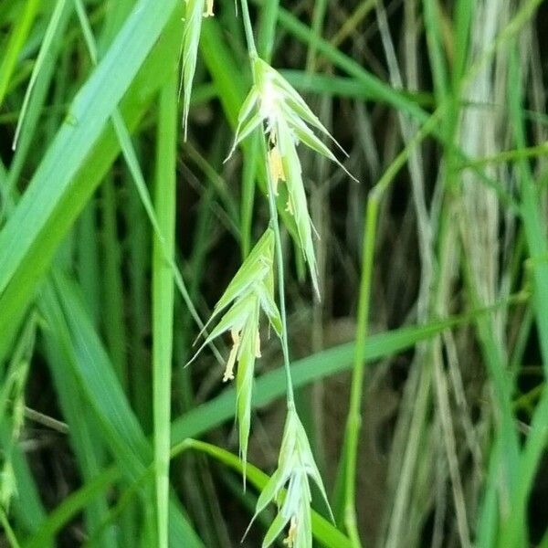 Brachypodium pinnatum 花