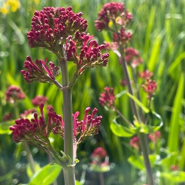 Valeriana rubra Virág