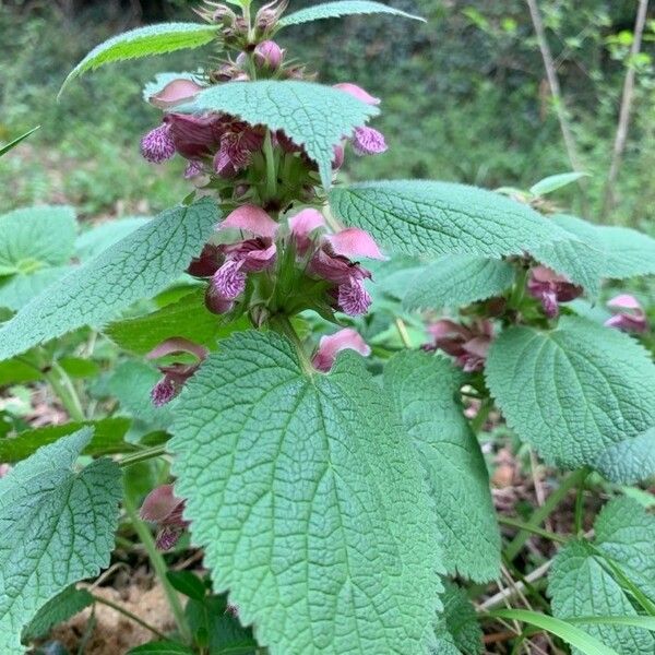 Lamium orvala Flor