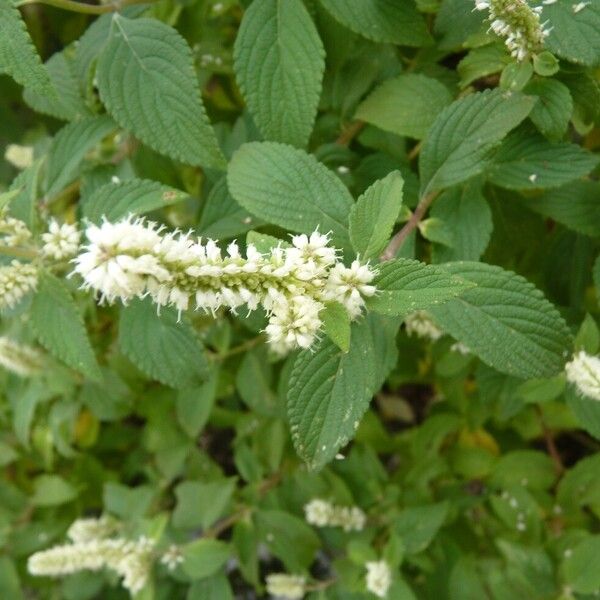 Elsholtzia fruticosa Blüte