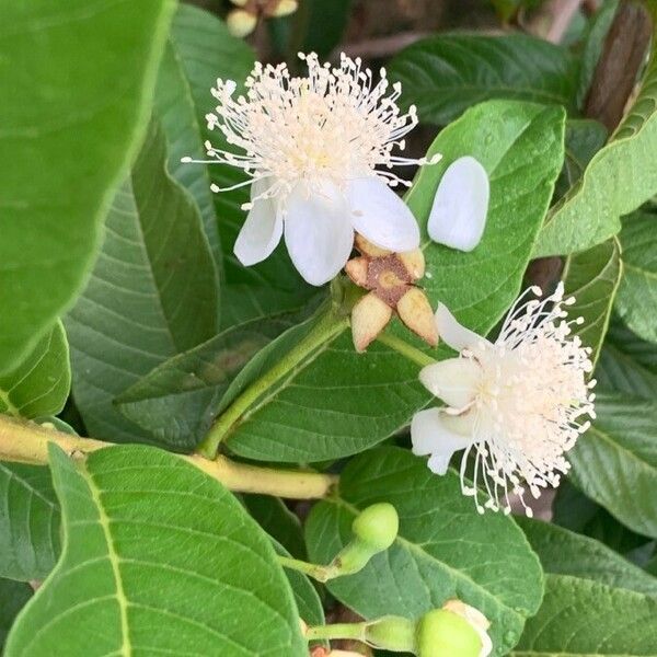 Psidium guineense Flors