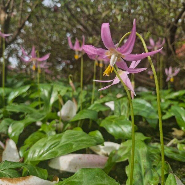 Erythronium revolutum Flower