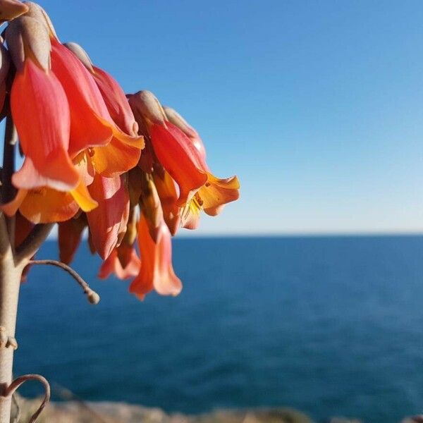 Kalanchoe delagoensis Квітка