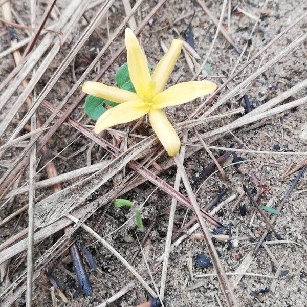 Hypoxis filiformis 花