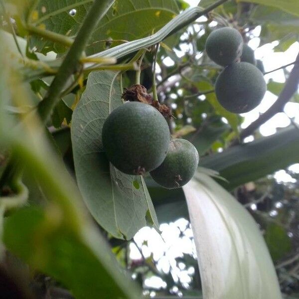 Passiflora biflora Plod