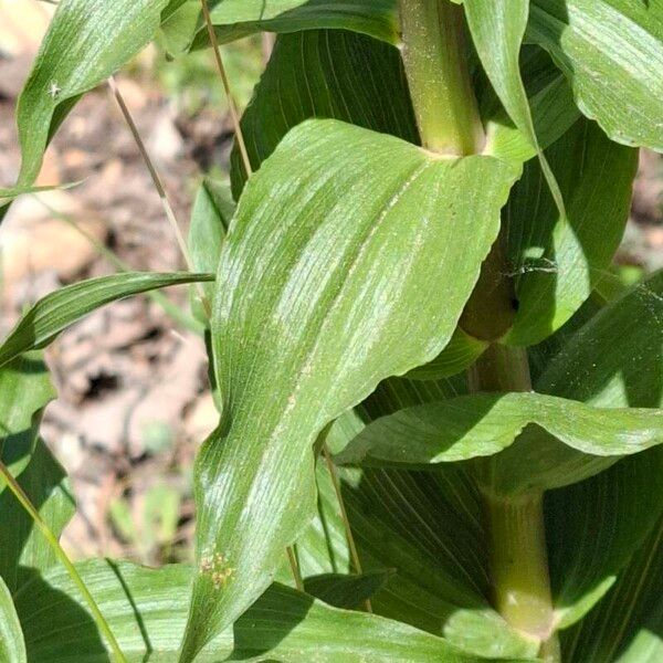 Epipactis helleborine पत्ता