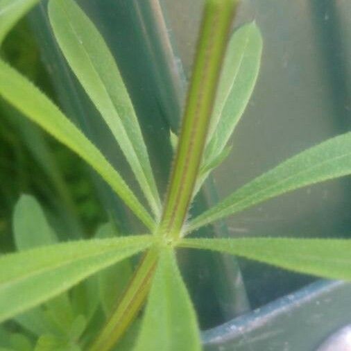 Galium aparine Bark