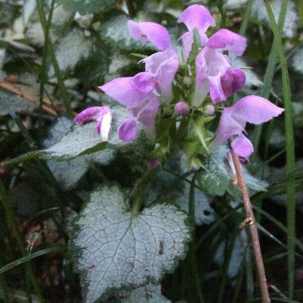 Lamium maculatum Virág