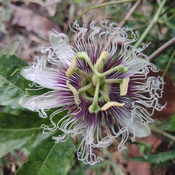 Passiflora edulis 花