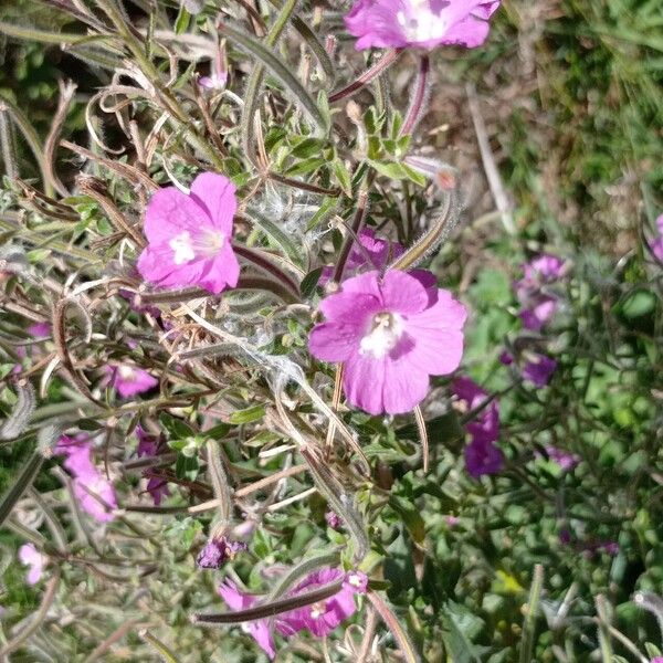 Epilobium hirsutum Квітка