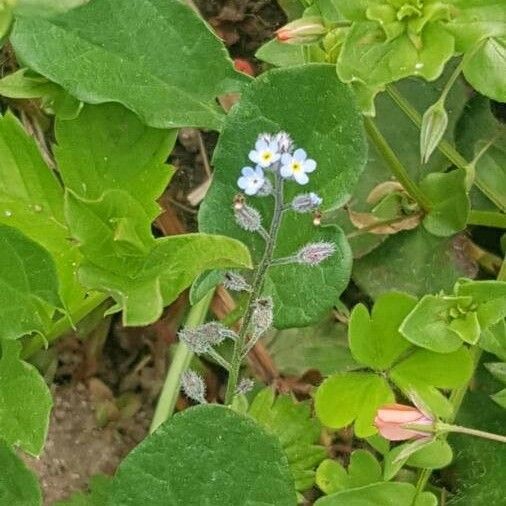 Myosotis sicula Λουλούδι