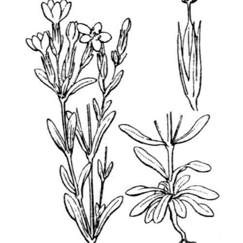 Centaurium favargeri