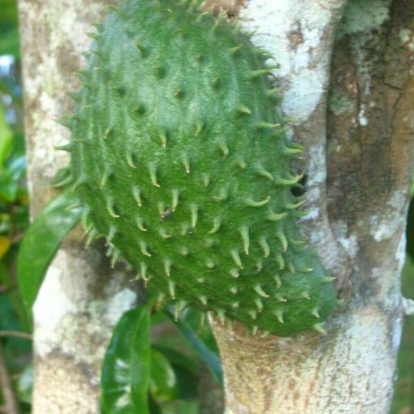 Annona muricata 果實