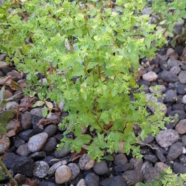 Euphorbia peplus Celota