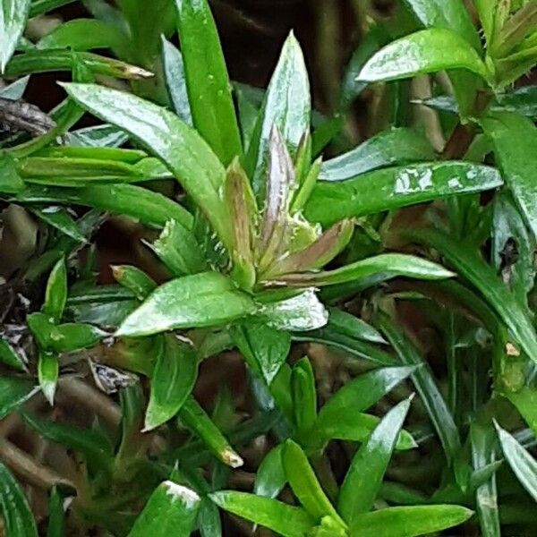 Phlox subulata Lehti