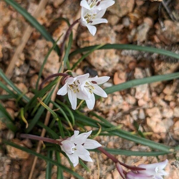 Brimeura fastigiata Blüte